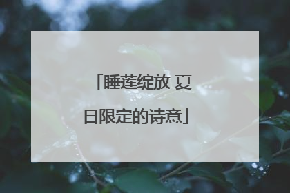 睡莲绽放 夏日限定的诗意