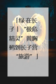 绿·在长子丨“极危精灵”黄胸鹀到长子营“旅游”