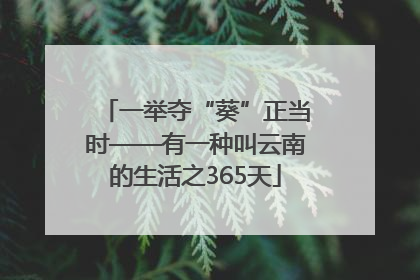 一举夺“葵”正当时——有一种叫云南的生活之365天
