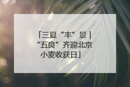 三夏“丰”景｜“五良”齐迎北京小麦收获日
