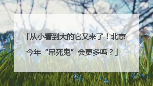 从小看到大的它又来了！北京今年“吊死鬼”会更多吗？
