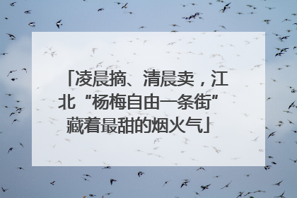 凌晨摘、清晨卖，江北“杨梅自由一条街”藏着最甜的烟火气