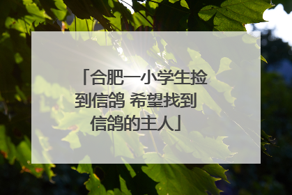 合肥一小学生捡到信鸽 希望找到信鸽的主人