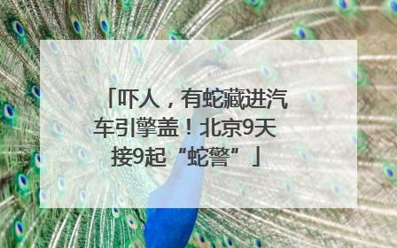 吓人，有蛇藏进汽车引擎盖！北京9天接9起“蛇警”