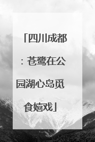 四川成都：苍鹭在公园湖心岛觅食嬉戏