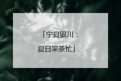 宁夏银川：夏日采茶忙
