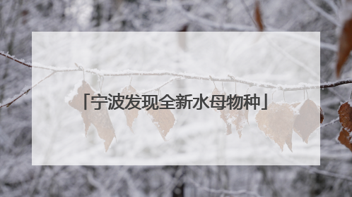 宁波发现全新水母物种
