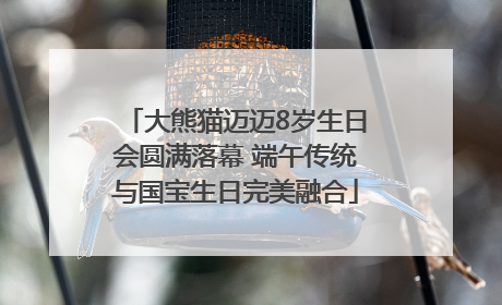 大熊猫迈迈8岁生日会圆满落幕 端午传统与国宝生日完美融合
