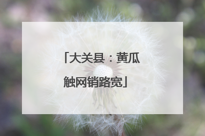 大关县：黄瓜触网销路宽