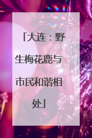 大连：野生梅花鹿与市民和谐相处