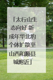 太行山生态向好 新成年华北豹个体扩散至山西和顺县城附近