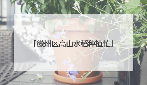 徽州区高山水稻种植忙