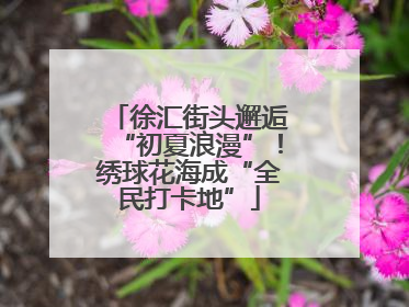 徐汇街头邂逅“初夏浪漫”！绣球花海成“全民打卡地”