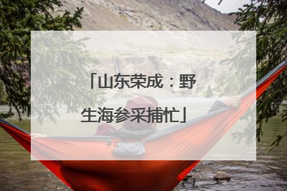 山东荣成：野生海参采捕忙