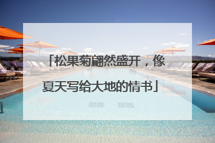 松果菊翩然盛开，像夏天写给大地的情书