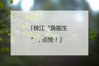 枝江“鱼医生”，点赞！