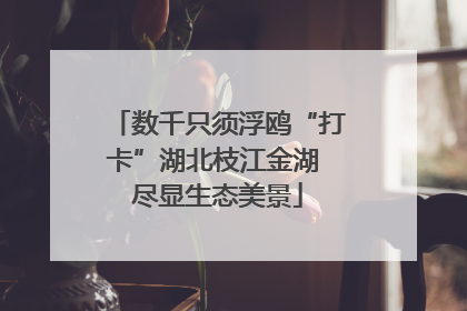 数千只须浮鸥“打卡”湖北枝江金湖 尽显生态美景