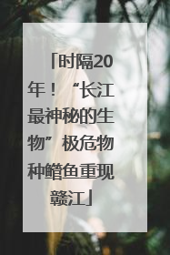 时隔20年！“长江最神秘的生物”极危物种鳤鱼重现赣江