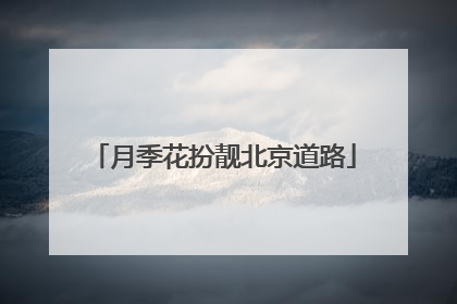 月季花扮靓北京道路