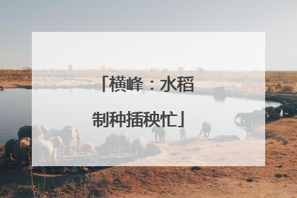 横峰：水稻制种插秧忙