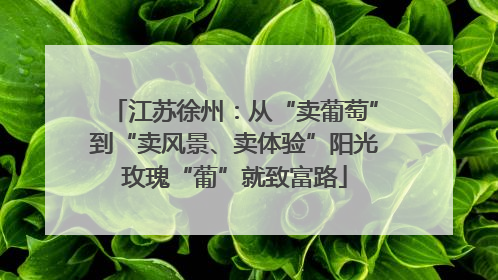 江苏徐州：从“卖葡萄”到“卖风景、卖体验”阳光玫瑰“葡”就致富路