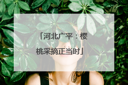 河北广平：樱桃采摘正当时