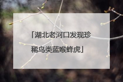 湖北老河口发现珍稀鸟类蓝喉蜂虎