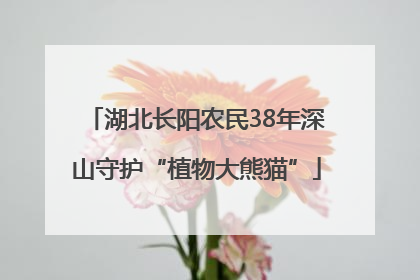 湖北长阳农民38年深山守护“植物大熊猫”