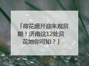 荷花盛开迎来观赏期！济南这12处赏花地你可知？
