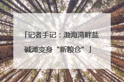 记者手记：渤海湾畔盐碱滩变身“新粮仓”