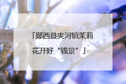 郧西县夹河镇茉莉花开好“钱景”