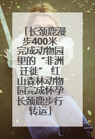长颈鹿漫步400米完成动物园里的“非洲迁徙” 红山森林动物园完成怀孕长颈鹿步行转运