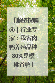 顺链探鸭④｜行业专家：我省肉鸭养殖品种80%是樱桃谷鸭