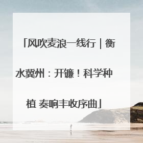 风吹麦浪一线行｜衡水冀州：开镰！科学种植 奏响丰收序曲