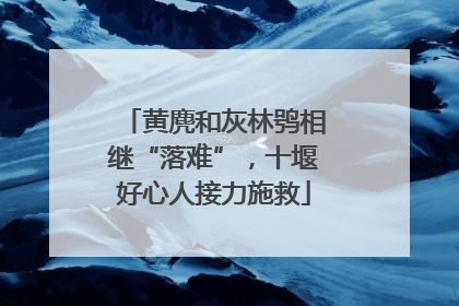 黄麂和灰林鸮相继“落难”，十堰好心人接力施救