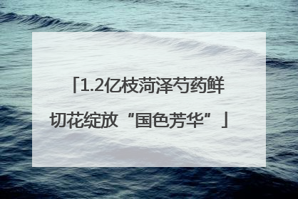 1.2亿枝菏泽芍药鲜切花绽放“国色芳华”
